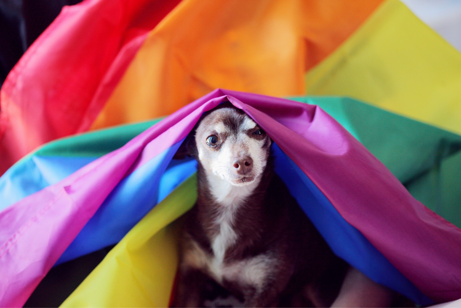 Kleiner Hund unter einer Regenbogenflagge